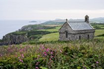 Flores rosas y St Non Chapel and Holy Well, St Davids, Costa de Pembrokeshire, Gales, Reino Unido . - foto de stock