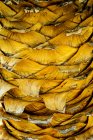 Gros plan du motif d'écorce jaune du palmier . — Photo de stock