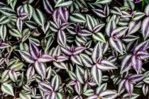 Alto angolo primo piano di lussureggianti foglie verdi striate di bianco e viola . — Foto stock