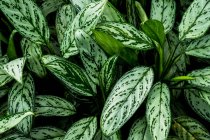 High angle close-up of lush green leaves streaked with white. — Stock Photo