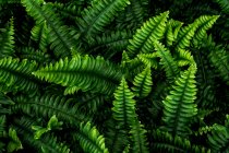 High angle close-up of lush green ferns, full frame. — Stock Photo