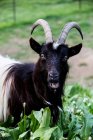 Крупним планом чорна біллі коза дивиться в камеру на фермі . — стокове фото