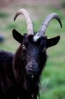 Крупним планом чорна біллі коза дивиться в камеру на фермі . — стокове фото