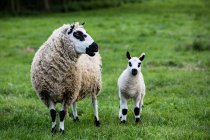 Kerry Hill Schafe und Lämmer auf der grünen Weide auf dem Land Ackerland. — Stockfoto