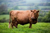 Vaca marrón de pie en pasto de granja verde hierba . - foto de stock