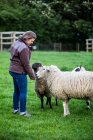 Mulher alimentando Kerry Hill ovelhas em pastagem fazenda verde . — Fotografia de Stock