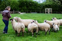 Donna alimentazione Kerry Hill pecore su pascolo fattoria verde . — Foto stock