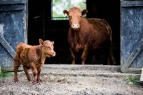 Braune Kuh und Kalb stehen vor Holzstall auf Bauernhof. — Stockfoto