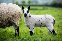 Kerry Hill ovelhas e cordeiro em grama de pasto verde na fazenda . — Fotografia de Stock