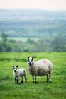Kerry Hill Schafe und Lämmer auf der grünen Weide auf dem Land Ackerland. — Stockfoto