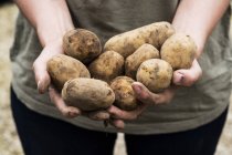 Mitte einer Frau, die Kartoffeln in Händen hält, um sie im Frühjahr zu pflanzen. — Stockfoto