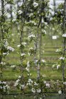 Primer plano de flores blancas en ramas en primavera en hermoso patrón . - foto de stock