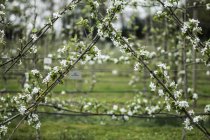 Крупный план белых цветов на ветвях весной в красивом рисунке . — стоковое фото