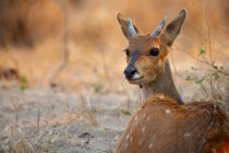 Young bushbuck lying on ground in Africa. — Stock Photo