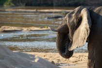 Éléphant soulevant tronc à bouche à l'eau potable en Afrique . — Photo de stock