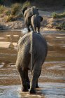 Tre elefanti che camminano in una linea attraverso il fiume in vista posteriore, Africa
. — Foto stock