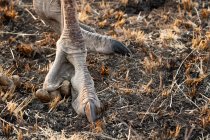 Фут страуса стоїть на сухій землі з довгими кігтями, Африка.. — стокове фото