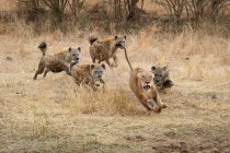 Lionne courant avec les oreilles en arrière et la bouche ouverte des hyènes tachetées en Afrique
. — Photo de stock