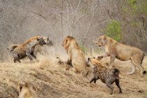 Spotted hyenas attacking pride of lions in Africa. — Stock Photo