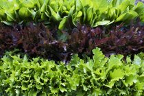 Высокоугольный крупный план рядов различных сортов зеленого и красного салата . — стоковое фото