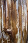 Close-up of tree trunk damaged by fire. — Stock Photo