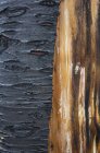 Close-up of fire damaged tree with black charcoal and untouched bark. — Stock Photo
