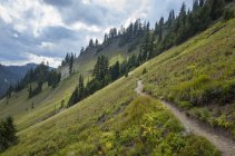 Pacific Crest Trail in Feline Meadow, Goat Rocks Wilderness, Gifford Pinchot National Forest, Washington, USA — стоковое фото