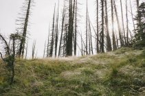 Fire damaged forest and trees along Pacific Crest Trail, Mount Adams Wilderness, Washington, USA — Stock Photo