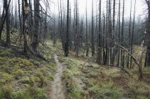 Pacific Crest Trail fire damaged subalpine forest, Mount Adams Wilderness, Gifford Pinchot National Forest, Washington, États-Unis — Photo de stock