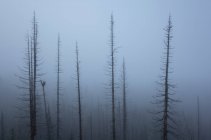 Foggy bare trees along Pacific Crest Trail, Mount Adams Wilderness, Washington, USA — Stock Photo