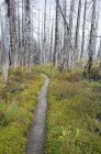 Pacific Crest Trail fire damaged subalpine forest, Mount Adams Wilderness, Gifford Pinchot National Forest, Washington, EUA — Fotografia de Stock