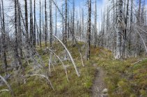 Pacific Crest Trail fire damaged subalpine forest, Mount Adams Wilderness, Gifford Pinchot National Forest, Washington, EE.UU. - foto de stock