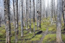 Pacific Crest Trail fire damaged subalpine forest, Mount Adams Wilderness, Gifford Pinchot National Forest, Washington, Usa — стокове фото