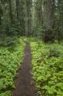 Pacific Crest Trail estendendo-se através da exuberante e verde floresta, Gifford Pinchot National Forest, Washington, EUA — Fotografia de Stock