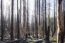 Bosque y árboles dañados por el fuego a lo largo de Pacific Crest Trail, Mount Adams Wilderness, Washington, EE.UU. - foto de stock
