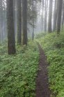 Pacific Crest Trail che si estende attraverso una foresta lussureggiante e verde, Gifford Pinchot National Forest, Washington, USA — Foto stock