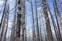 Fire damaged forest and trees along Pacific Crest Trail, Mount Adams Wilderness, Washington, USA — Stock Photo