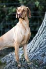 Retrato de Vizsla perro de pie en la base del árbol . - foto de stock