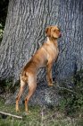 Портрет собаки Візла, що стоїть біля основи дерева . — стокове фото
