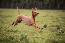 Портрет собаки, бегущей по зеленому лугу . — стоковое фото