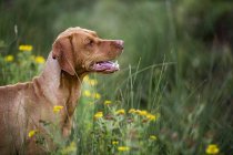 Portrait of Vizsla dog sitting on green meadow. — Stock Photo
