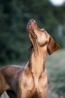 Портрет собаки-візла, що дивиться на відкритому повітрі . — стокове фото
