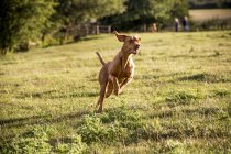 Ritratto del cane di Vizsla che corre attraverso il prato verde . — Foto stock