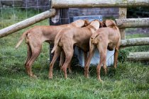 Vista trasera de tres perros Vizsla bebiendo del abrevadero . - foto de stock