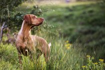 Portrait de chien Vizsla debout sur la prairie verte . — Photo de stock