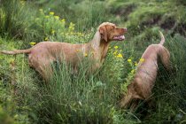 Portrait of two Vizsla dogs on green meadow. — Stock Photo
