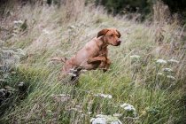 Ritratto del cane di Vizsla che corre attraverso il prato verde . — Foto stock