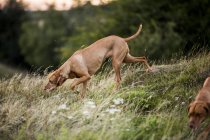 Собака-визла гуляет по сельскому лугу, вынюхивает землю . — стоковое фото