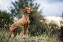 Ritratto di cane Vizsla in piedi sul prato rurale . — Foto stock