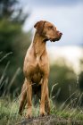 Ritratto di cane Vizsla in piedi sul prato rurale . — Foto stock